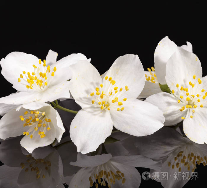 黑色背景上的茉莉白花