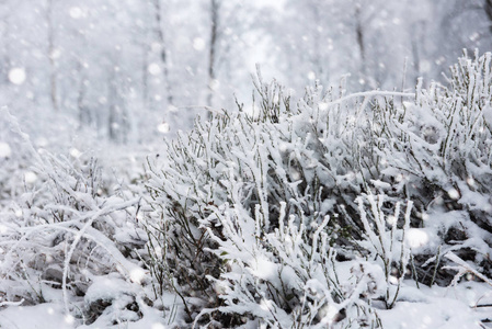 白雪覆盖的树木和高山上的大雪