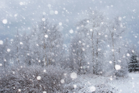 白雪覆盖的树木和高山上的大雪