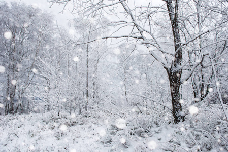 白雪覆盖的树木和高山上的大雪图片