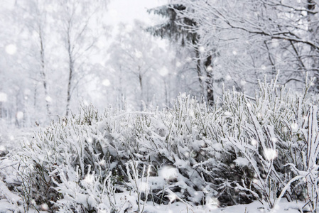 白雪覆盖的树木和高山上的大雪