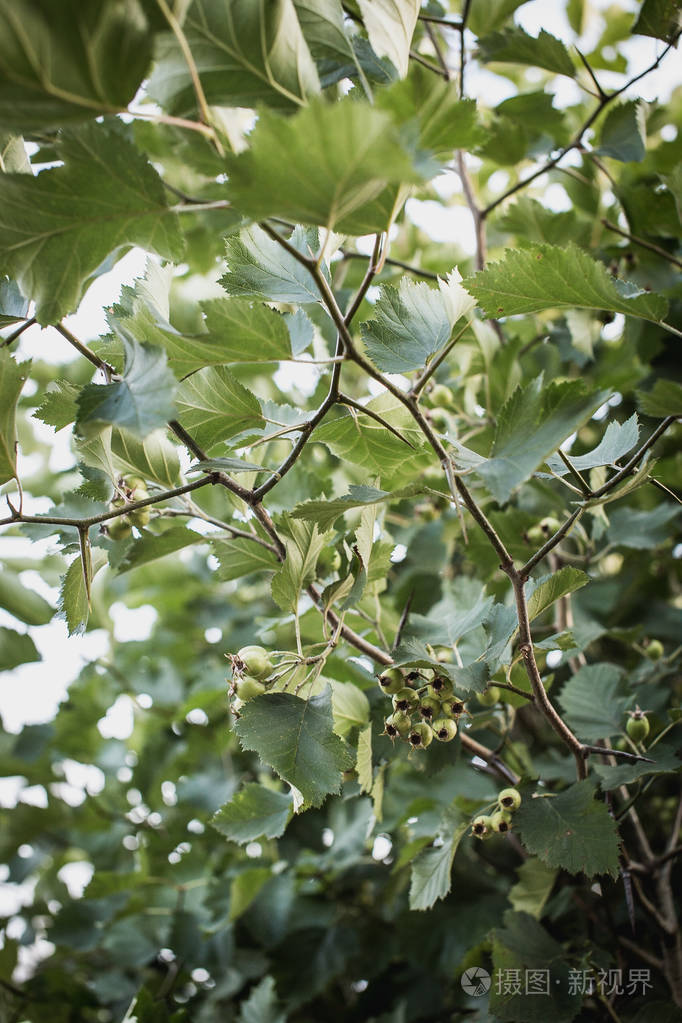 榛子树收获榛子