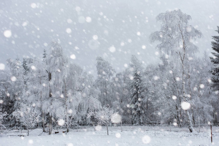 白雪覆盖的树木和高山上的大雪