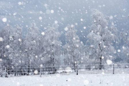 白雪覆盖的树木和高山上的大雪