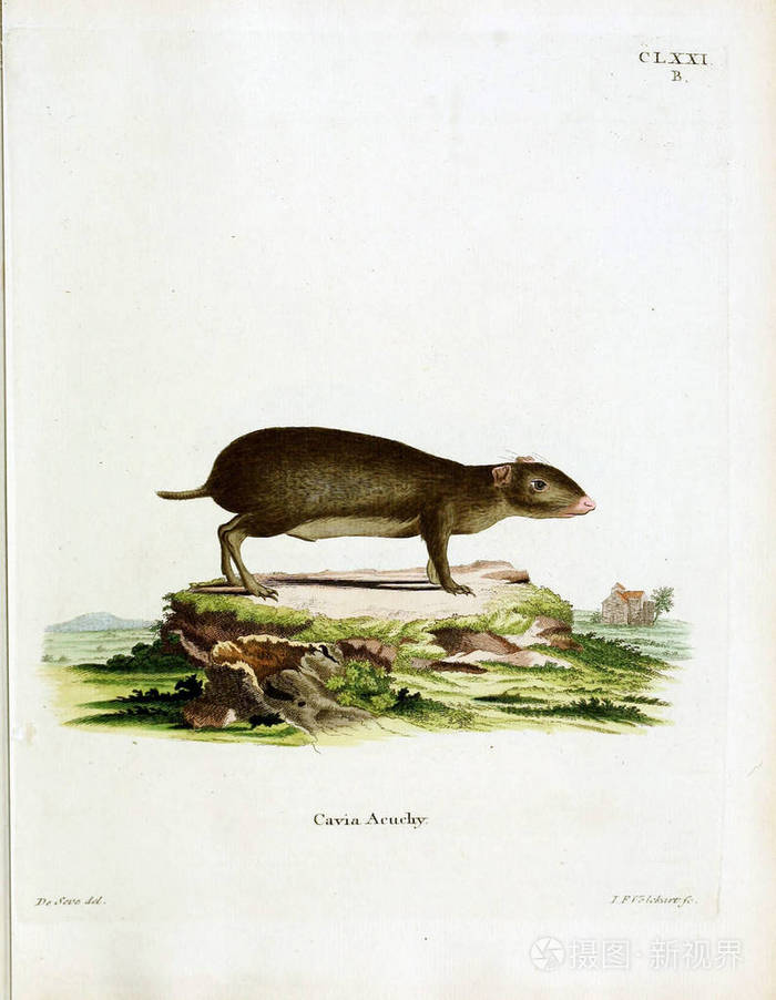 豚鼠的插图。 死在阿比登根，纳奇德，麻省理工学院，贝斯克里本根。 1778
