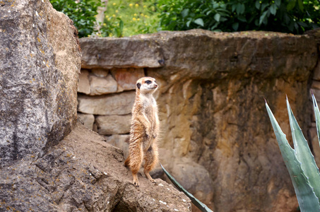 捷克共和国。 布拉格。 布拉格动物园。 猫鼬。 2016年6月12日
