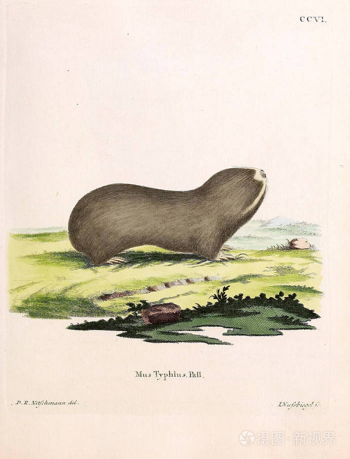 啮齿动物的插图。 死在阿比登根，纳奇德，麻省理工学院，贝斯克里本根。 1778