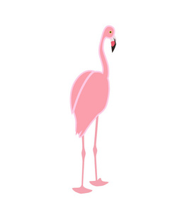 五颜六色的粉红色火烈鸟在白色背景上分离。矢量插图
