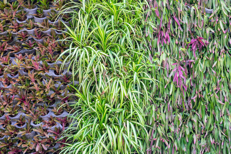 墙上有三种植物作为背景。 花园和外部装饰