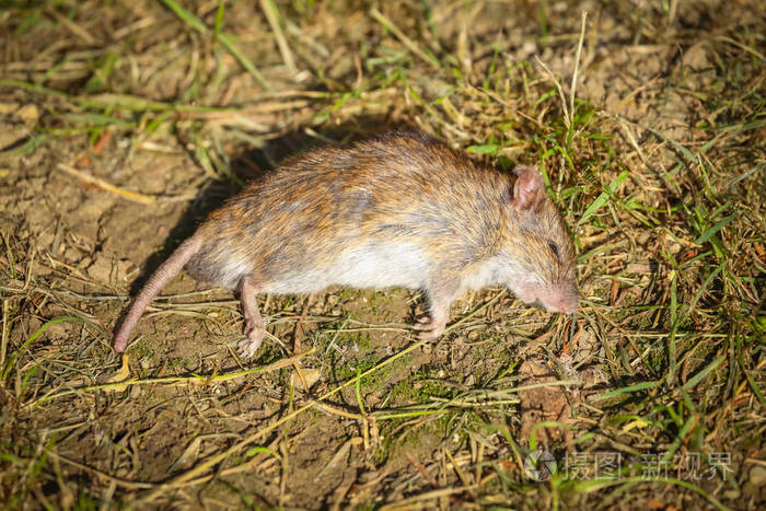 死的老鼠在地面