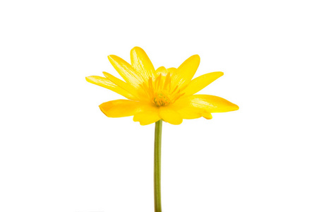 孤立的黄色的迎春花图片