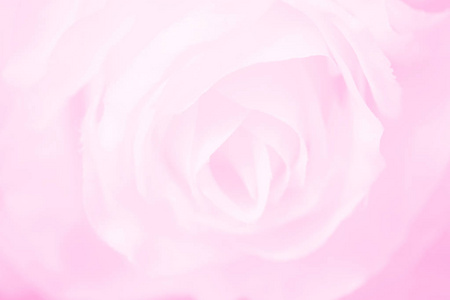 玫瑰花的柔和的焦点在甜桃红色颜色