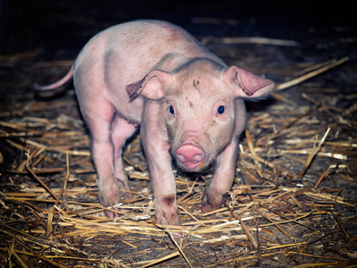 肮脏的小猪照片