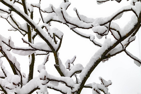 在雪中的树枝