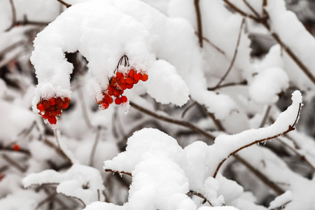 有红色的金银花果实的树枝上覆盖着雪