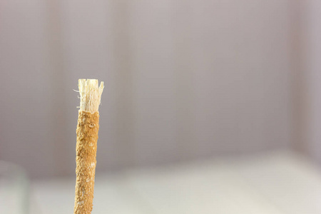 Miswak 或 siwak阿拉伯牙刷, 用于牙齿清洁白色