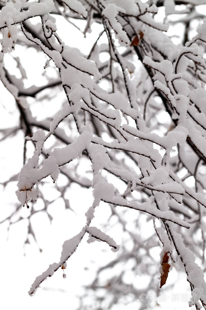 在雪中的树枝