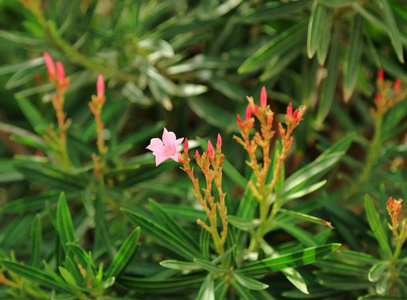 s green leaves background. Beautiful nature of Aruba island. Nic