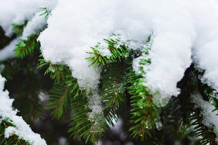 圣诞树上被白雪覆盖的树枝