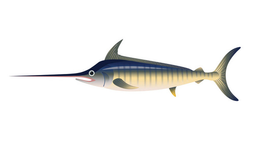 旗鱼矢量插图照片