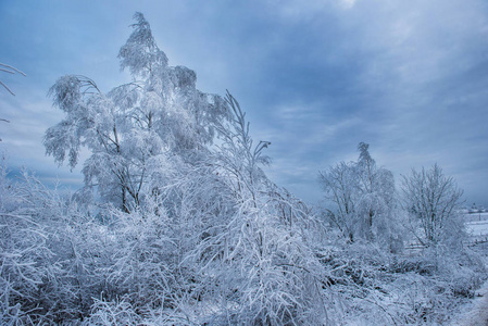 白桦树枝上的雾凇霜和雪