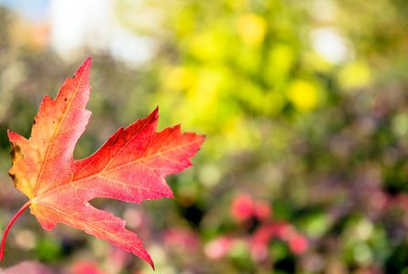 红叶背景素材图片 红叶背景图片素材下载 摄图新视界