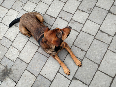 躺在混凝土路面上的棕色狗。顶视图