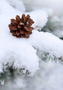 杉木枝上覆盖着雪的冷杉球果