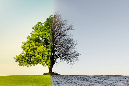 气候或季节变化的树
