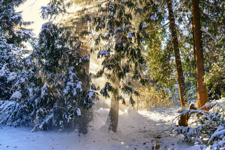 美丽的阳光在冬天森林