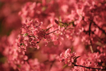 红苹果花