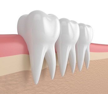 3d 牙齿在牙龈中的呈现