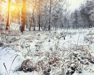 城市公园的白雪覆盖的草地