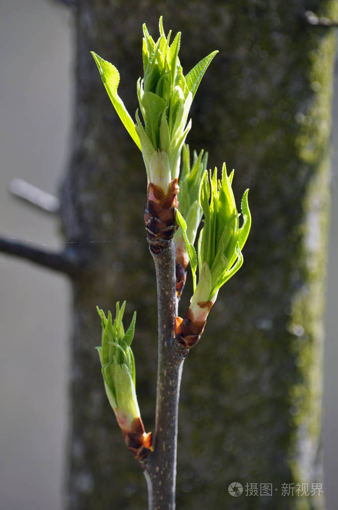 芽和绿叶的春枝