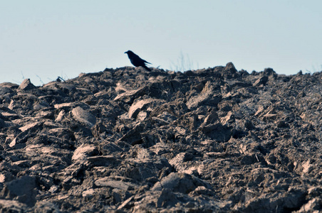 地上的乌鸦图片