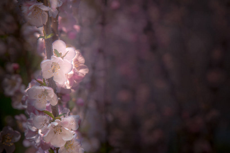 美丽的樱花盛开。樱花在春天的时候在蓝天上绽放。粉红侠影特写春天花