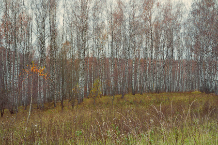美丽的桦树秋天森林与充满活力的五颜六色的叶子, 俄罗斯, 西伯利亚