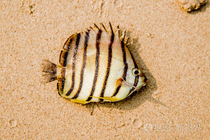 沙滩上鱼的俯视图