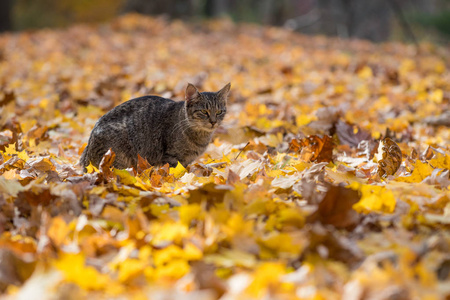 秋叶斑猫