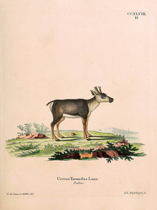 鹿的插图。 死在阿比登根，纳奇德，麻省理工学院，贝斯克里本根。 1778