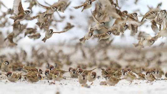一群麻雀坐在地上,飞过野生动物的冬季照片