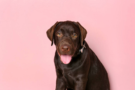 彩色背景的巧克力拉布拉多猎犬