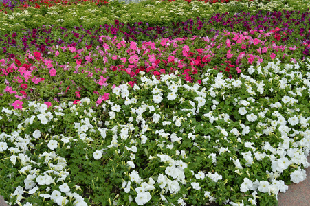 五颜六色的花坛佩妮五颜六色的花朵, 美丽的背景