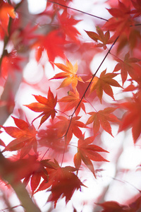 日本秋季的景观