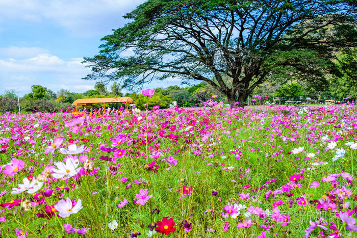 美丽的波斯菊花场