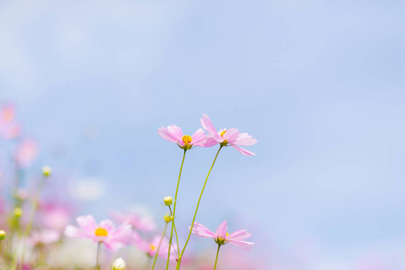 宇宙花在花园里盛开。