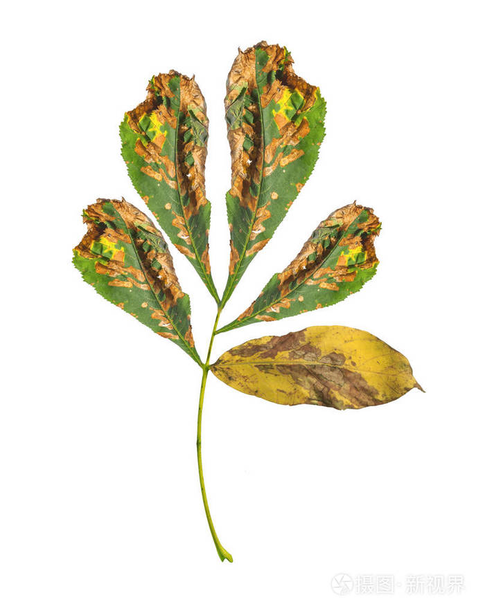 绿色和黄色秋天叶子的分支从公园被隔绝在白色