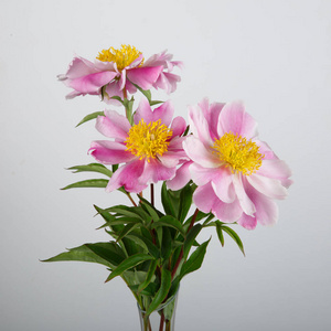 三朵美丽的花图片