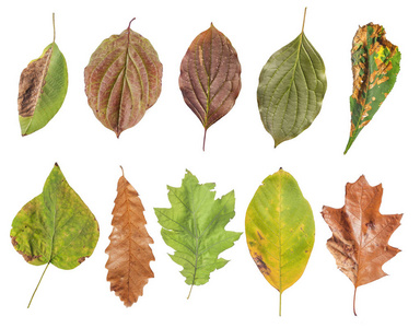 各种颜色的秋季叶与它的一半非常干燥孤立