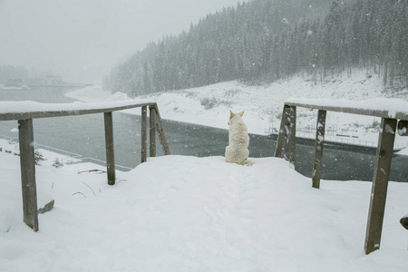 雪天的壁纸图片
